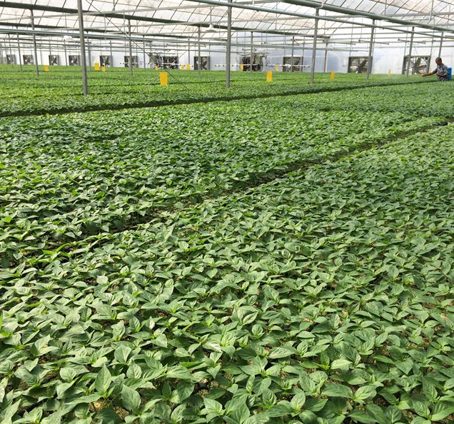 ��Դ���糡