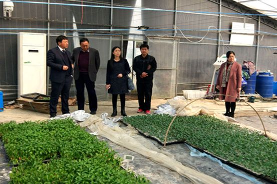 ʡ�߲˲�ҵ������ϵ��ϯר������ָ���߲˹�������������