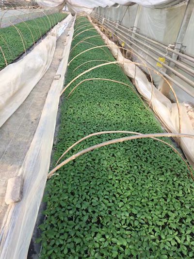 ��Դ���糡