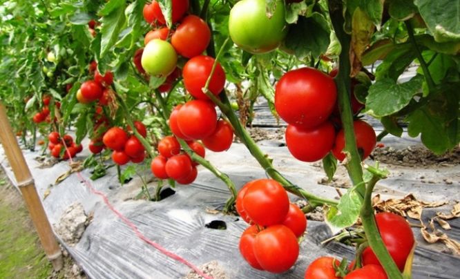 ��Դ������