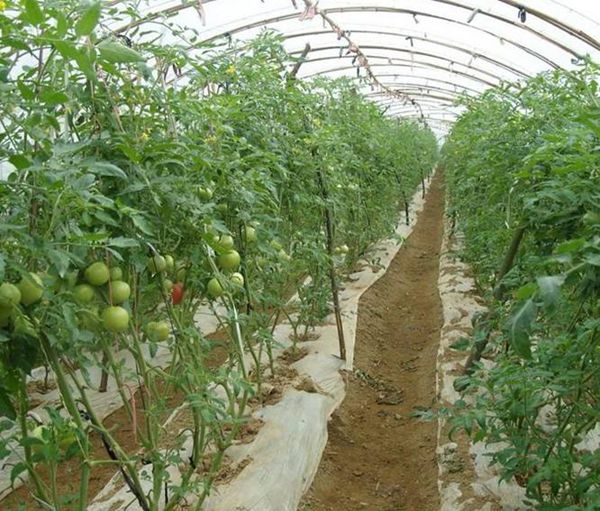 ��Դ��ֲ����