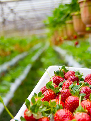 �����ӹ��ϸ�